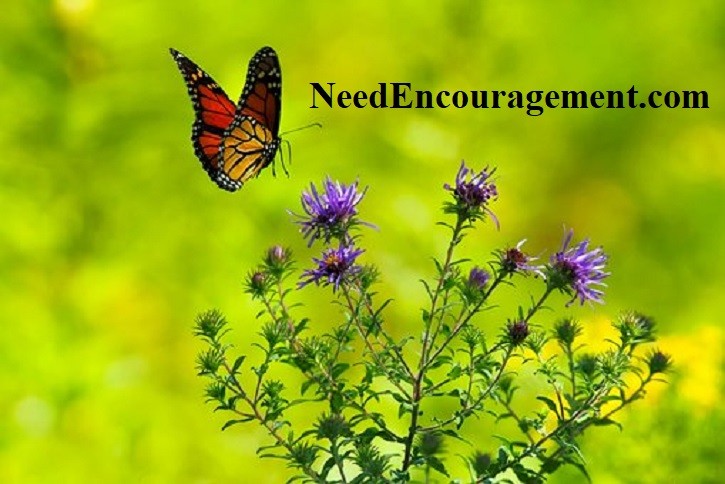 Gentleness is not weakness, it is strength under control! NeedEncouragement.com